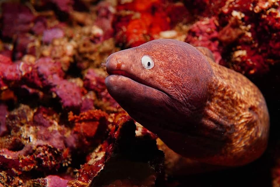 Eğitmenimizden Su Altı Kareleri