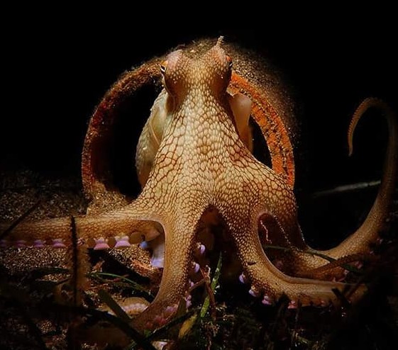 Eğitmenimizden Su Altı Kareleri