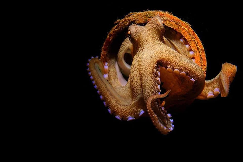 Eğitmenimizden Su Altı Kareleri