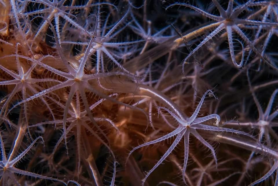 Eğitmenimizden Su Altı Kareleri