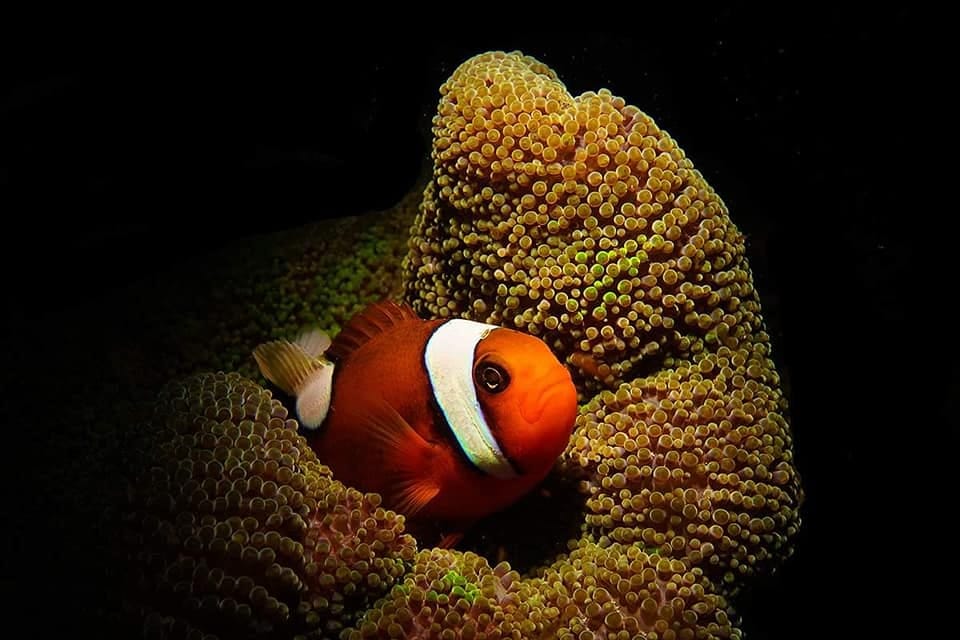 Eğitmenimizden Su Altı Kareleri