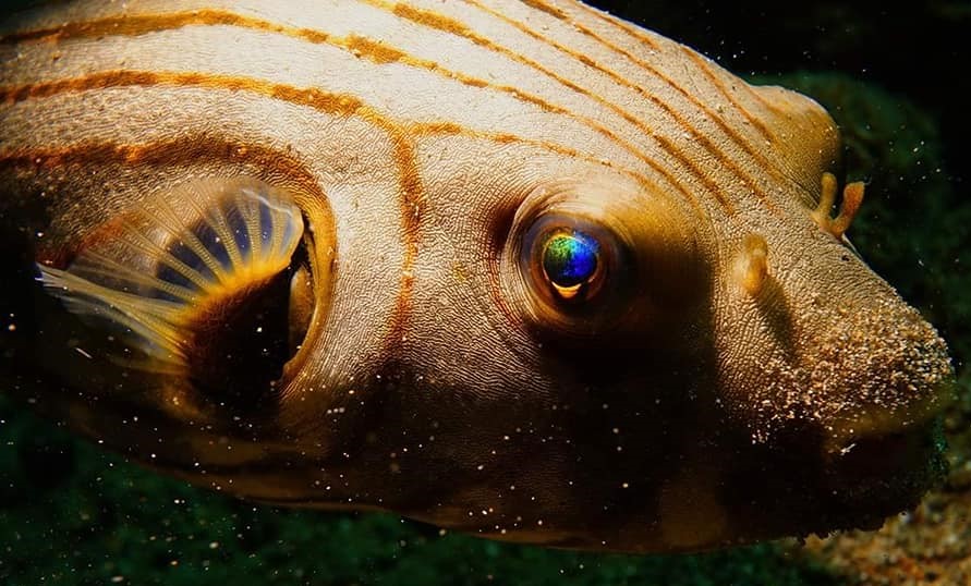 Eğitmenimizden Su Altı Kareleri