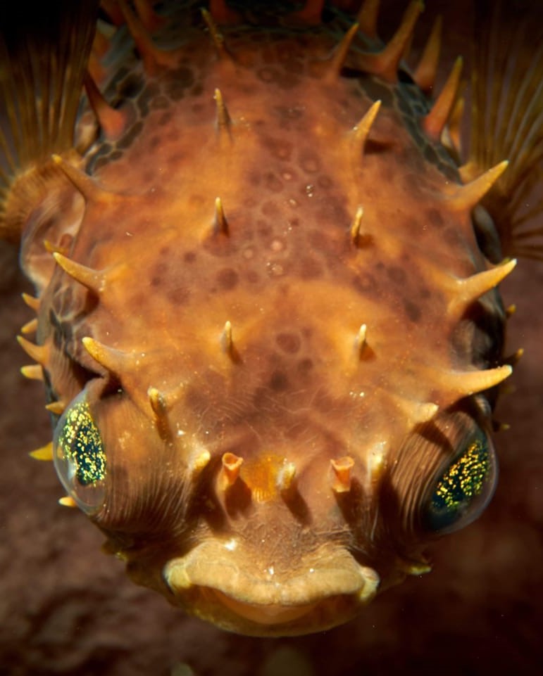 Eğitmenimizden Su Altı Kareleri