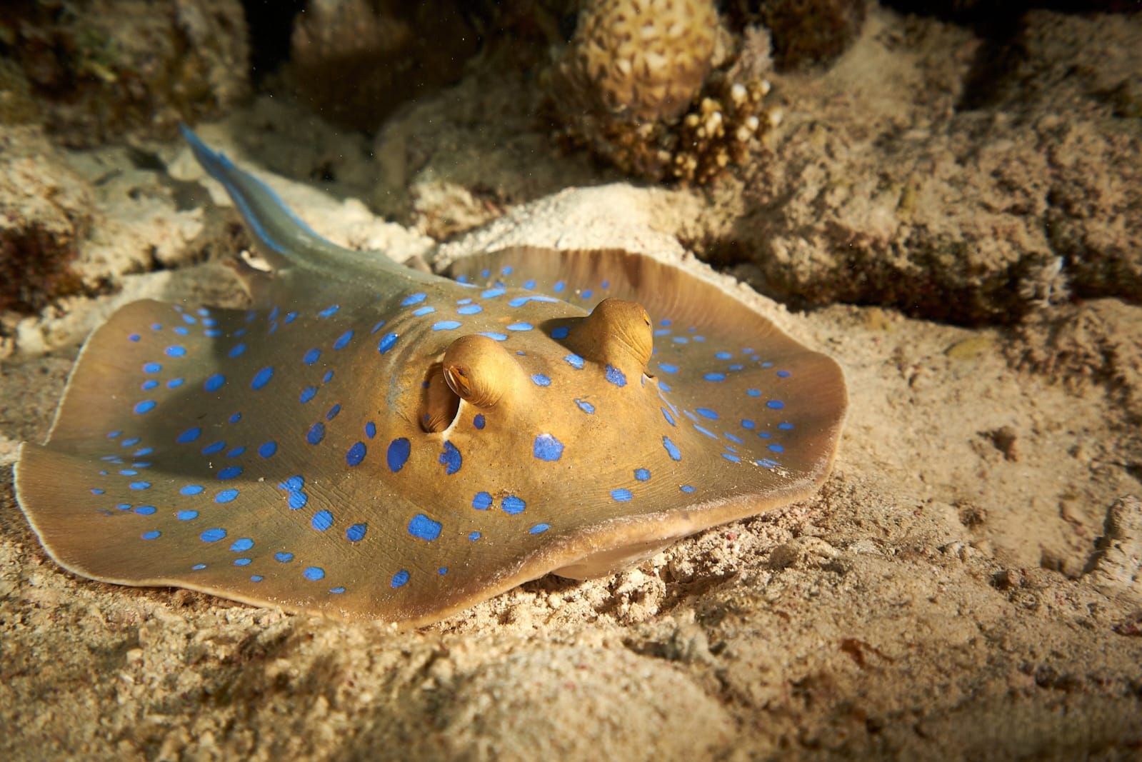 Eğitmenimizden Su Altı Kareleri