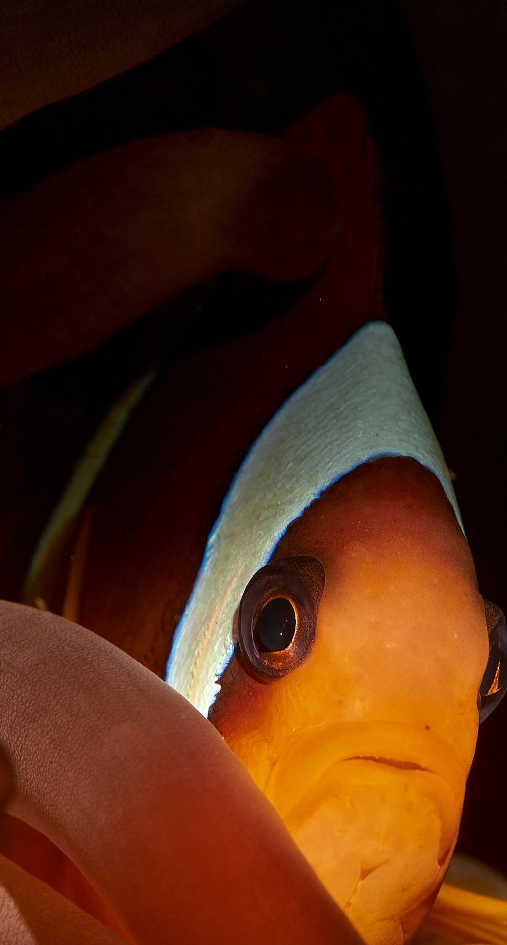 Eğitmenimizden Su Altı Kareleri