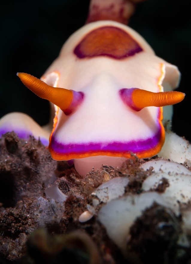 Eğitmenimizden Su Altı Kareleri