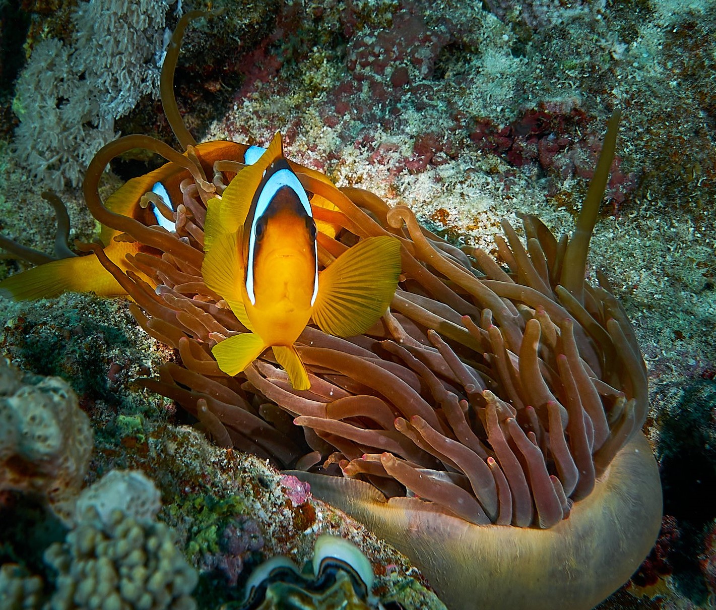 Eğitmenimizden Su Altı Kareleri