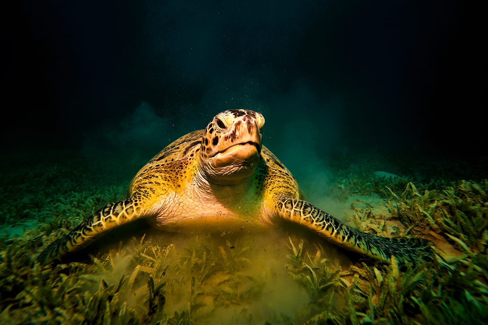 Eğitmenimizden Su Altı Kareleri