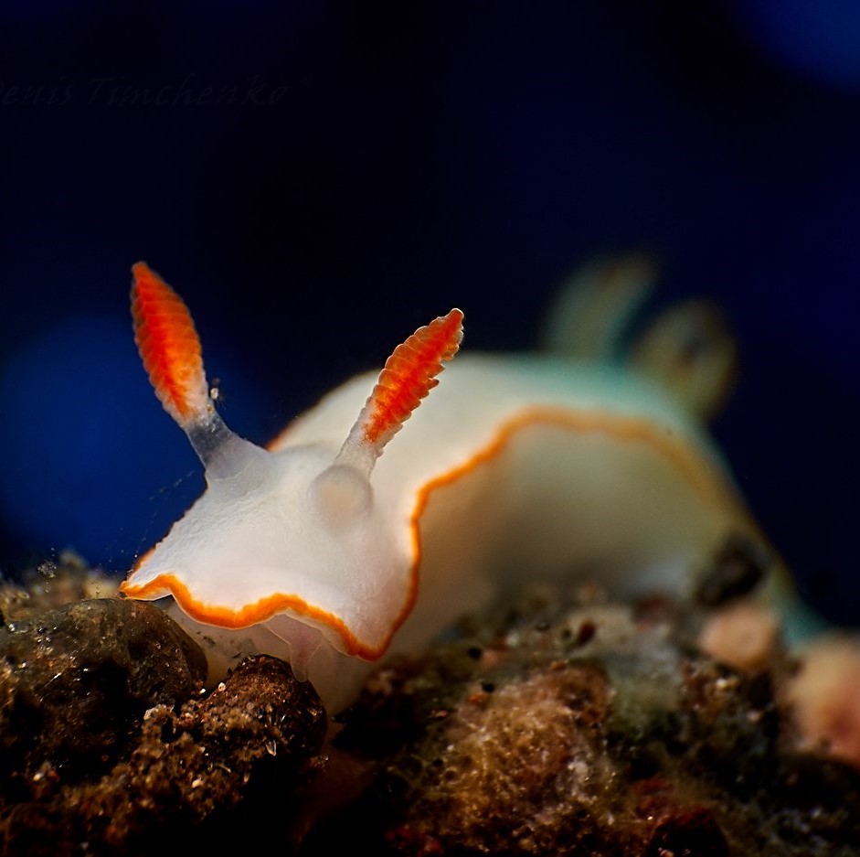 Eğitmenimizden Su Altı Kareleri