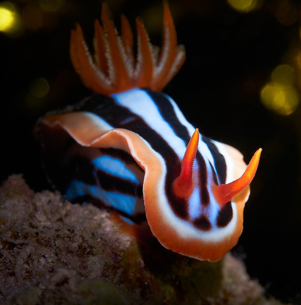 Eğitmenimizden Su Altı Kareleri