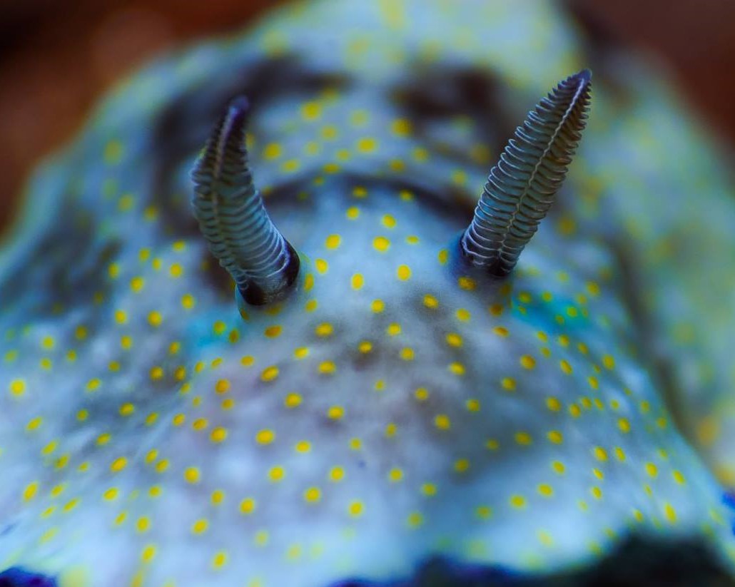 Eğitmenimizden Su Altı Kareleri