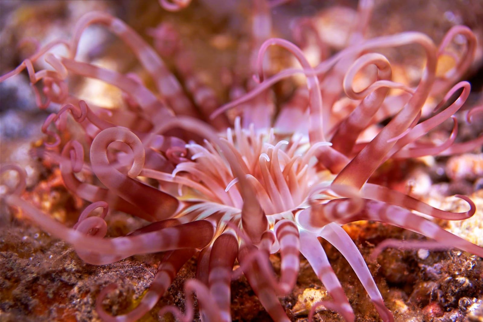 Eğitmenimizden Su Altı Kareleri