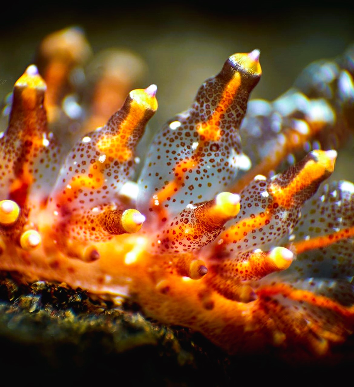 Eğitmenimizden Su Altı Kareleri