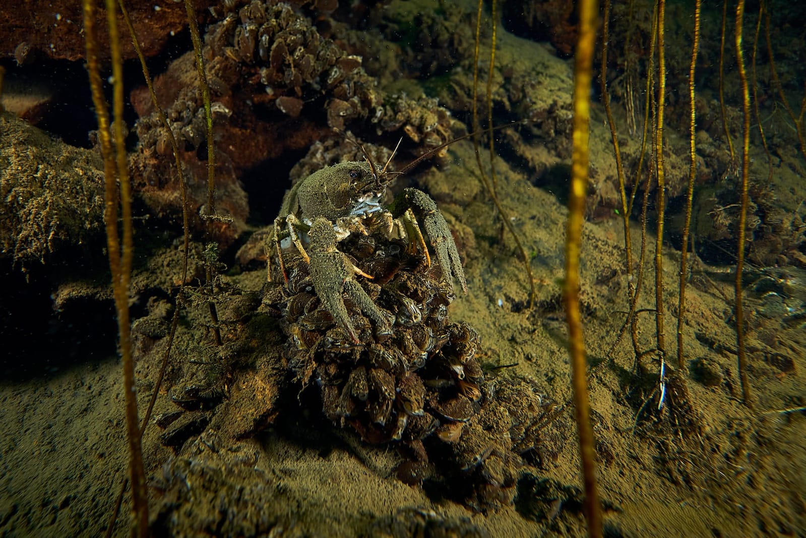 Eğitmenimizden Su Altı Kareleri