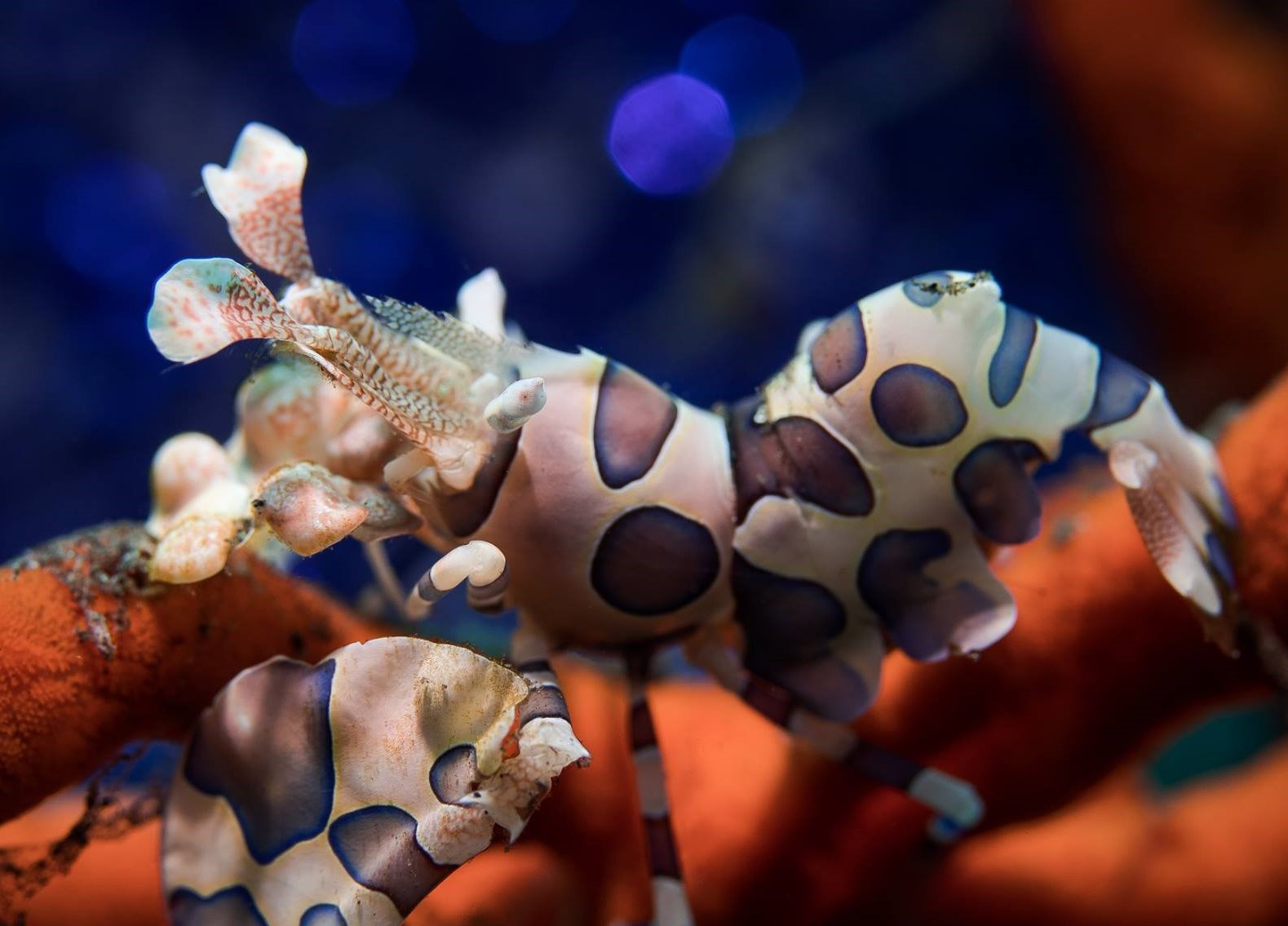 Eğitmenimizden Su Altı Kareleri